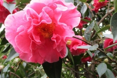 IMG_0318 - Copia