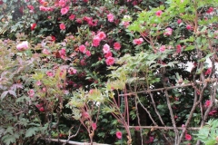 IMG_0322 - Copia