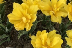 IMG_1635_web