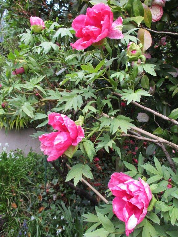 IMG_1151-Copia