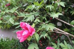 IMG_1151-Copia