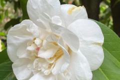 IMG_4938-Copia