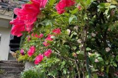 IMG_4959-Copia