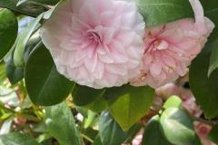 IMG_4970-Copia